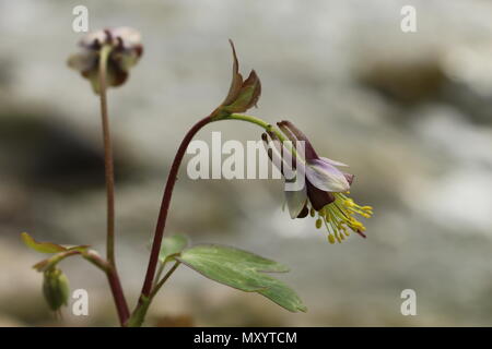 Blume von der Oma Motorhaube (Aquilegia galeata) Stockfoto