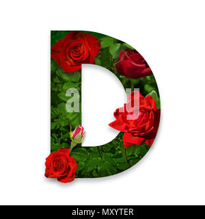 Buchstabe D des Alphabets mit roten Rosen auf weißem Hintergrund Stockfoto