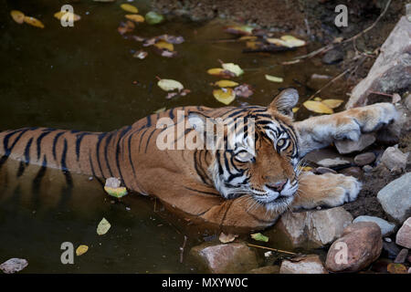 Tigerin Noor T-39 liegen in einem Wasserloch Stockfoto