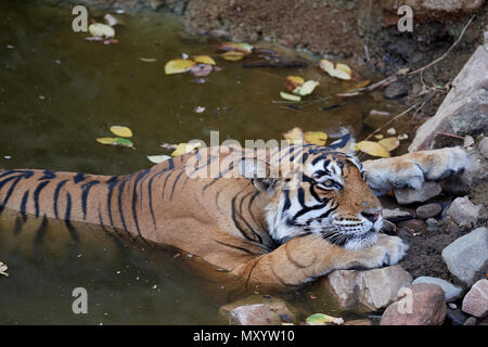 Tigerin Noor T-39 liegen in einem Wasserloch Stockfoto