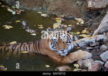 Tigerin Noor T-39 liegen in einem Wasserloch Stockfoto