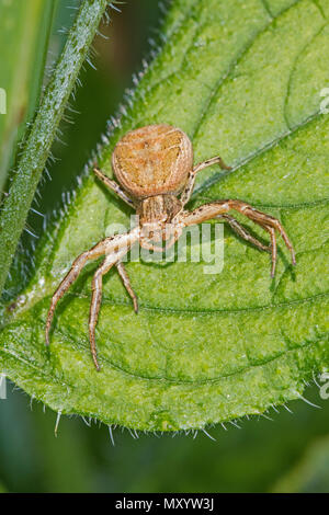 Crab Spider (Xysticus cristatus) in defensiver Pose Stockfoto