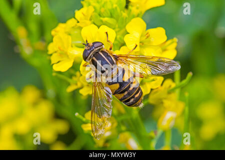 Sunfly Hoverfly (Helophilus pendulus) Fütterung mit Senf Stockfoto