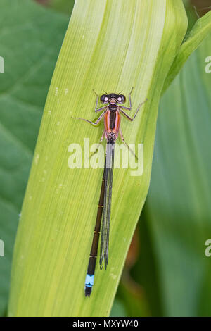 Weibliche Blue-tailed Damselfly (Ischnura elegans) Form Rufescens Stockfoto