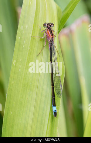 Weibliche Blue-tailed Damselfly (Ischnura elegans) Form Rufescens Stockfoto