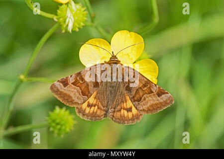 Burnet Begleiter (Euclidia Glyphica) Stockfoto