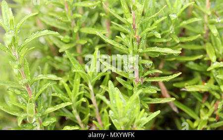 Die enge strukturelle Bild von selbst angebauten Rosmarin Kräutergarten. nass vom Tau oder regen über Nacht. Home Gartenbau gesunde Ernährung und Zutaten für lifestyl Stockfoto