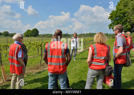 Geführte Tour durch die Weinberge und die Weinkellerei an der Kapelle, kleine Hythe, Tenterden, Kent, England, Großbritannien Stockfoto