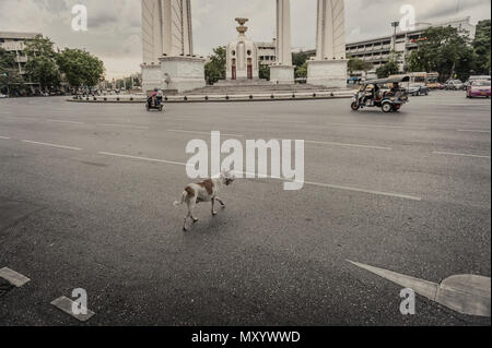 Ein streunender Hund über die Straße neben der Demokratie Denkmal in Ratchadamnoen Avenue, Bangkok, Thailand Stockfoto