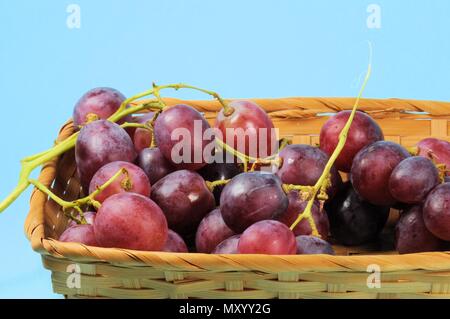 Bündel schwarzen Trauben in Weidenkorb über blauer Hintergrund Stockfoto