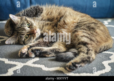 Green Eyed süße Katze entspannt auf grauem Teppich Stockfoto