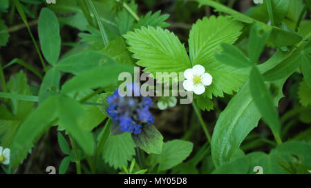 Wilde Erdbeere Blüte, Makroaufnahme einer Blume. Komplette Blume der Erdbeere im grünen Garten. Stockfoto