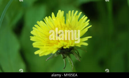 Gelber Löwenzahn Blume. Gelber Löwenzahn Blume in der Wiese in der Nähe, Makro. Stockfoto
