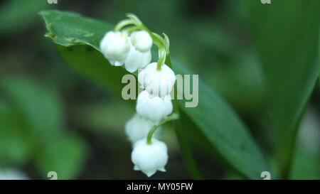 In der Nähe von Maiglöckchen. Blühende Maiglöckchen im Frühling Garten. Stockfoto