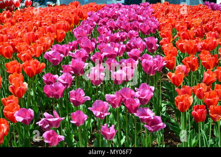 Tulip Farm im NW Stockfoto