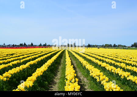 Skagit Valley Tulpenfeld Stockfoto