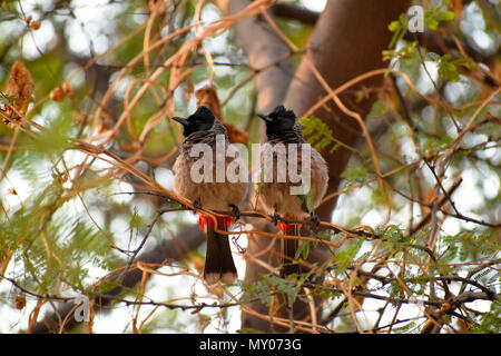 Zwei bulbuls auf einem Ast. Der bulbuls sind eine Familie, Pycnonotidae Stockfoto