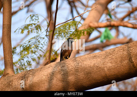 Gemeinsame Myna, Indische mynah Acridotheres tristis auf Ast Stockfoto