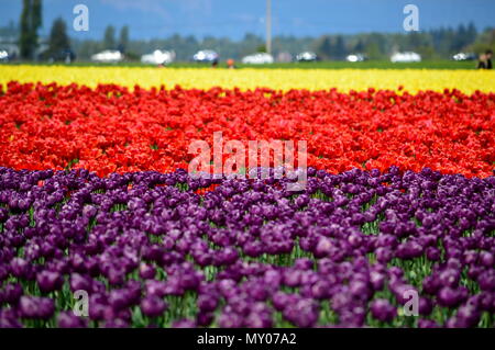 Bunte Tulpen in Mount Vernon Skagit Valley Tulip Farm Stockfoto