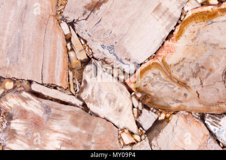 Strenge versteinertes Holz Textur in Hellbraunen Ton. Stockfoto