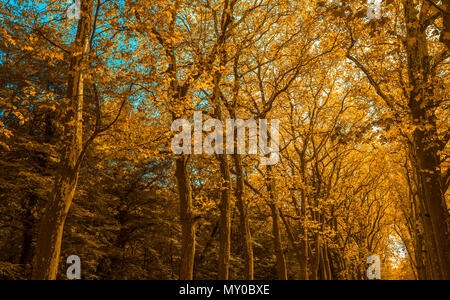 Park Allee mit Bäumen im Herbst Farbe Stockfoto