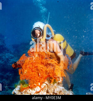 Tauchen und prüfen Coral, Barrier Reef, c 1980. Tauchen und Schnorcheln sind einige der besten Möglichkeiten in der spektakulären Unterwasser Ansichten, die das Great Barrier Reef zu bieten hat, und Face-to-face mit seiner faszinierenden Unterwasserwelt zu kommen. Stockfoto