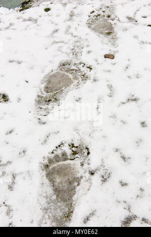 Grizzly Bear (Ursus arctos) - Fußspuren im Schnee, Chilcotin Wildnis, British Columbia, BC, Kanada Stockfoto