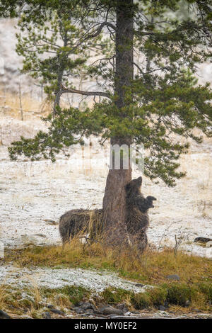 Grizzly Bear (Ursus arctos) - rücken Kratzen und Scheuern an den Stamm einer Kiefer, Chilcotin Wildnis, British Columbia, BC, Kanada Stockfoto