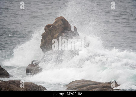 Galapagos-seelöwe (zalophus californianus) geschleppt, Cape Arago, Oregon, USA Stockfoto