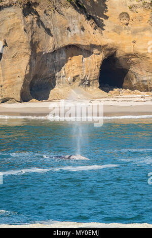 Grau Grau Wal (Eschrichtius robustus) Drogenkriminalität in der Fütterung Gewässer, Rock Creek State Scenic Area, Oregon, USA Stockfoto