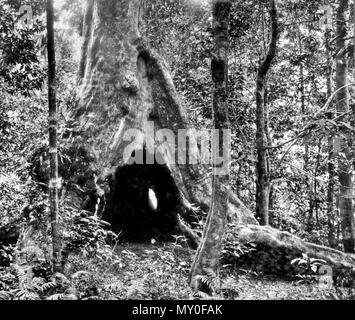 Der wunschbaum am Morans Creek, Lamington National Park, Beaudesert. Stockfoto