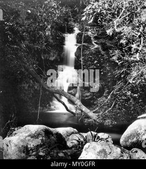 Yalnungala fällt, Canungra-schlucht (West Branch), Lamington National Park, Beaudesert. Forelle befreit in der Canungra-schlucht 38727404?Suchbegriff=Canungra-schlucht &Amp; searchLimits=l-state=Queensland) Ein weiterer Versuch unternommen wird, strout in Queensland frisches Wasser zu gewöhnen. In den jährlichen Berichten der Häfen und der Marine Abteilung, der dem Parlament gestern präsentiert wurde, Chief Inspector der Fischerei sagt, dass ein Bewohner von Tamborine Mountain vor kurzem eine Lieferung von Forellen provured Eizellen von Victoria entfernt. Er anschließend eine Schraffur von ungefähr 10.000 Braten in einer Brüterei etabliert Stockfoto