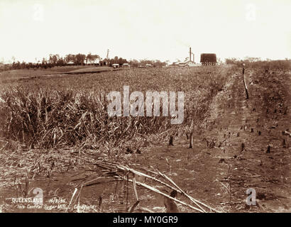 Canefield bei Isis Zentrale Sugar Mill, 16. September 1896. Isis Zucker Zentrale Mühle in der Nähe von Bundaberg wurde 1896 gegründet. Dies ist wahrscheinlich die erste Ernte. Stockfoto