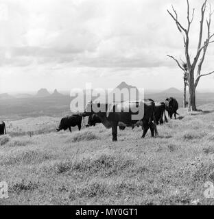 Rinder Farm in der Nähe von Glas House Mountains, Dezember 1970. Stockfoto