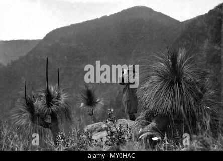 Echo Point, Lamington National Park, Beaudesert Shire September 1933. Stockfoto