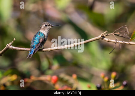 Eine wilde erwachsene Frau biene Kolibri, Mellisuga helenae, Zapata Nationalpark, Kuba. Stockfoto