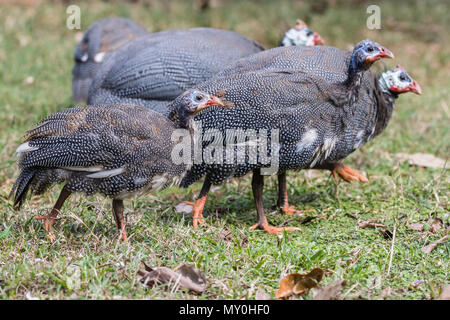 Helmetted guineafowl, Numida meleagris, im Fiesta Campesina, Kuba. Stockfoto