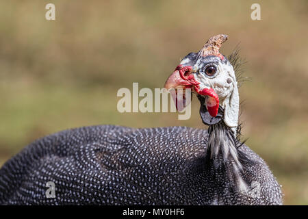 Helmetted guineafowl, Numida meleagris, im Fiesta Campesina, Kuba. Stockfoto