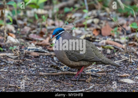 Ein erwachsener Blue-headed Wachtel, Taube, Starnoenas cyanocephala, Zapata Nationalpark, endemisch auf Kuba. Stockfoto