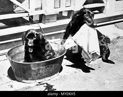 Bild von Hunden für Hon G Pollocks Weihnachtskarte, verwendet. George Pollock war der Sprecher der Queensland gesetzgebenden Versammlung von 1932 bis 1939. Stockfoto