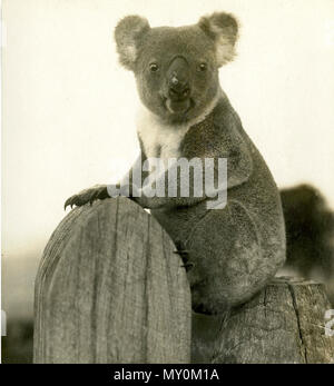 Koala im blackall Range, Montville, c 1931. Die Brisbane Courier vom 7. Dezember 1931 zur Wiedereinführung der Koala. 21751252) Eine der Schwierigkeiten, auf die Wiederherstellung der Einheimischen tragen (Koala), während die Staaten von Australien Angelegenheit, in der die wilden Leben Preservation Society den eifrigsten Interesse ist das Mißverständnis, das weit verbreitet ist, dass es nur ein oder zwei Arten von Eukalyptus oder Gum Tree zu seinem Gaumen geeignet, es ist wahr, dass der Koala weit mehr in seine diätetischen beschränkt ist als das Opossum, zum Beispiel, und dass in einem Wald gibt es nur tw. Stockfoto