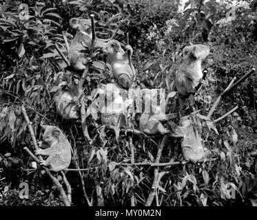 Koalas, Lone Pine Koala Sanctuary, 1962. Lone Pine Koala Sanctuary in Fig Tree Pocket, Brisbane ist der weltweit ältesten und größten Koala-Schutzgebiet im Jahre 1927 gegründet. Stockfoto