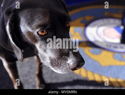 Argus-Leitungen, die mit dem Rest der Station Milford Haven Crew, wie sie sich vorbereiten, eine einheitliche Inspektion in Hudgins, Virginia, Dez. 21, 2016 zu unterziehen. Argus, Maskottchen der Station seit 2011, wurde für eine der 10 ursprünglichen Einnahmen Cutter Service Schiffe benannt. (U.S. Foto von der Küstenwache Coast Guard Petty Officer 3rd Class Corinne Zilnicki/Freigegeben) Stockfoto