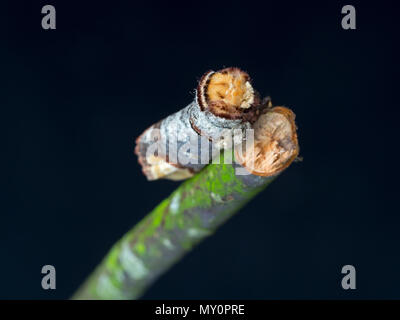 Buff-tipp Motte Phalera bucephala ruhen Stockfoto