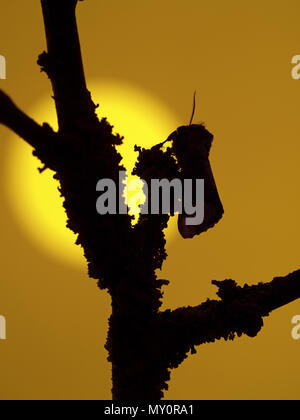 Buff-tipp Motte Phalera bucephala ruhen Stockfoto