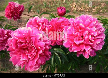 Wunderbare rosa Hortensie in einem Garten, in der Nähe Stockfoto