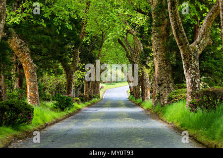 Brick Road durch schönen Wald in der Nähe von Furnas Lake auf Sao Miguel, Azoren, Portugal Stockfoto