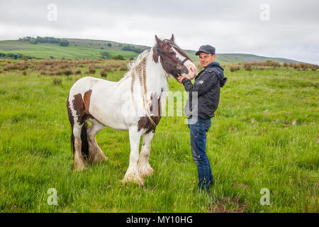Kirkby Stephen, Cumbria. UK Wetter. 05.06.2018. Paul White, ein Mitglieder der fahrenden Köpfe für Appleby Horse Fair, da die Strassen in Cumbria und die Yorkshire Dales bieten Weiden für ihre Cob Pferde en-Rout zu ihrer jährlichen Versammlung. Die Pferdemesse ist jedes Jahr Anfang Juni statt. Es zieht etwa 10.000 Sinti und Roma und der Fahrenden und etwa 30.000 Menschen. Anstatt die Veranstaltung mit einem Programm festlegen, es ist wie das grösste traditionelle Gypsy Messe in Europa, einer in Rechnung gestellt, die wie eine große Familie zusammen. Credit: MediaWorldImas/AlamyLiveNews Stockfoto