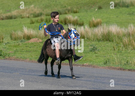 Kirkby Stephen, Cumbria, Großbritannien. 5. Juni 2018. Wetter. 05.06.2018. Mitglieder des fahrenden Kopf für Appleby Horse Fair, da die Strassen in Cumbria und die Yorkshire Dales bieten Weiden für ihre Cob Pferde en-Rout zu ihrer jährlichen Versammlung. Die Pferdemesse ist jedes Jahr Anfang Juni statt. Es zieht etwa 10.000 Sinti und Roma und der Fahrenden und etwa 30.000 Menschen. Anstatt die Veranstaltung mit einem Programm festlegen, es ist wie das grösste traditionelle Gypsy Messe in Europa, einer in Rechnung gestellt, die wie eine große Familie zusammen. Credit: MediaWorldImas/AlamyLiveNews Stockfoto