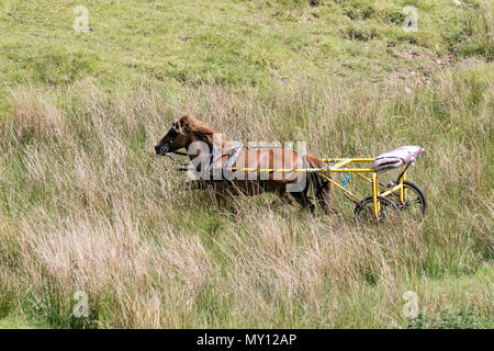 Kirkby Stephen, Cumbria, Großbritannien. 5. Juni 2018. Wetter. 05.06.2018. Ein fliehendes Pferd, und Rigg als Mitglieder des fahrenden Kopf für Appleby Horse Fair. Die Straßen in Cumbria und die Yorkshire Dales bieten Weiden für ihre Cob Pferde en-Rout zu ihrer jährlichen Versammlung. Die Pferdemesse ist jedes Jahr Anfang Juni statt. Es zieht etwa 10.000 Sinti und Roma und der Fahrenden und etwa 30.000 Menschen. Anstatt die Veranstaltung mit einem Programm festlegen, es ist wie das grösste traditionelle Gypsy Messe in Europa, einer in Rechnung gestellt, die wie eine große Familie zusammen. Credit: MediaWorldImas/AlamyLiveNews Stockfoto